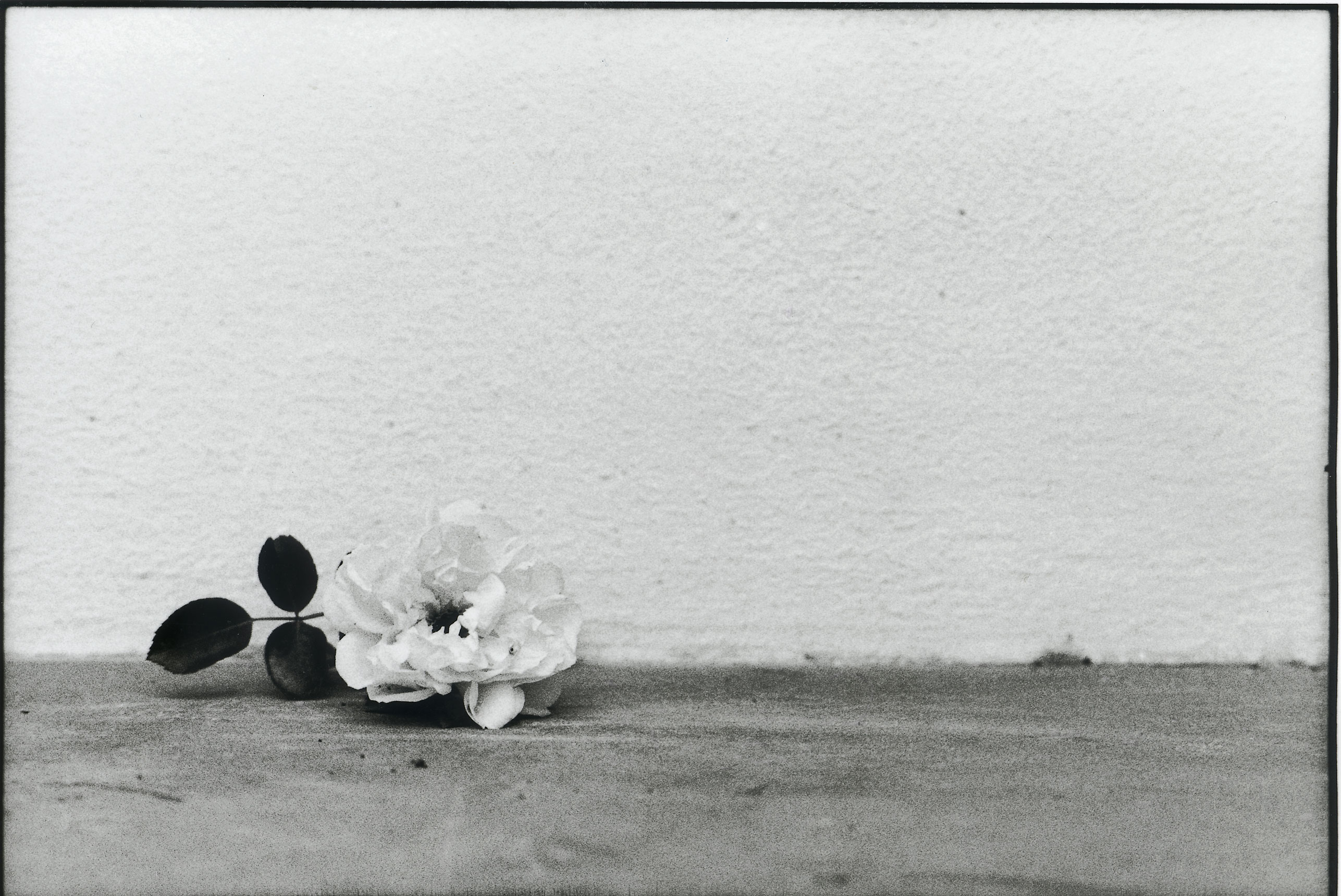 Copyright Claudia Chianese - All rights reserved