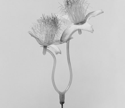 Robert-Voit_Carthamus-Tinctorius