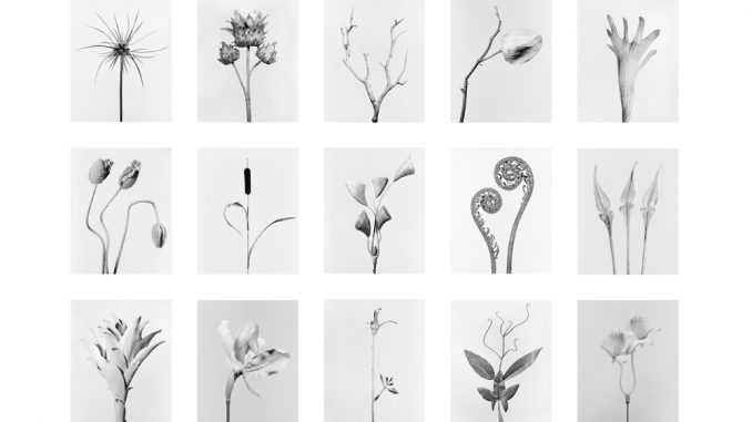 Robert_Voit_Tableau_New_Plants