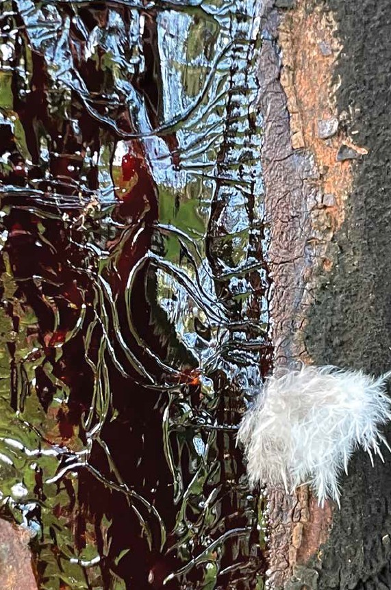 Primo piano artistico della corteccia testurizzata di un albero di eucalipto con sfumature di colore